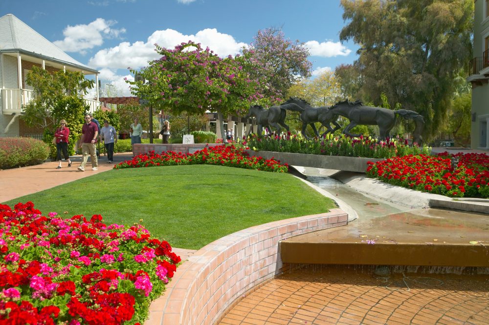 Spring Flowers In Old Town Of Scottsdale, Arizona