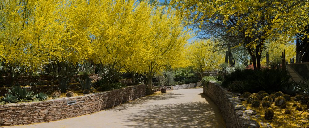The Desert Botanical Garden In Scottsdale